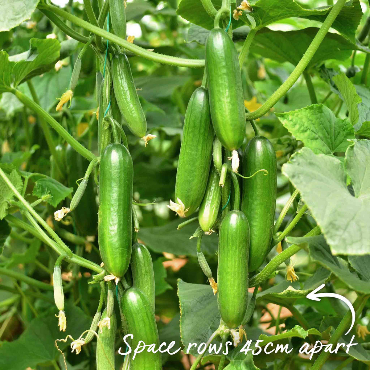 Cucumber Plant 'mini Munch' – Compact, High-yield (rhs Agm) Jumbo Plugs | Set of 6 | Green