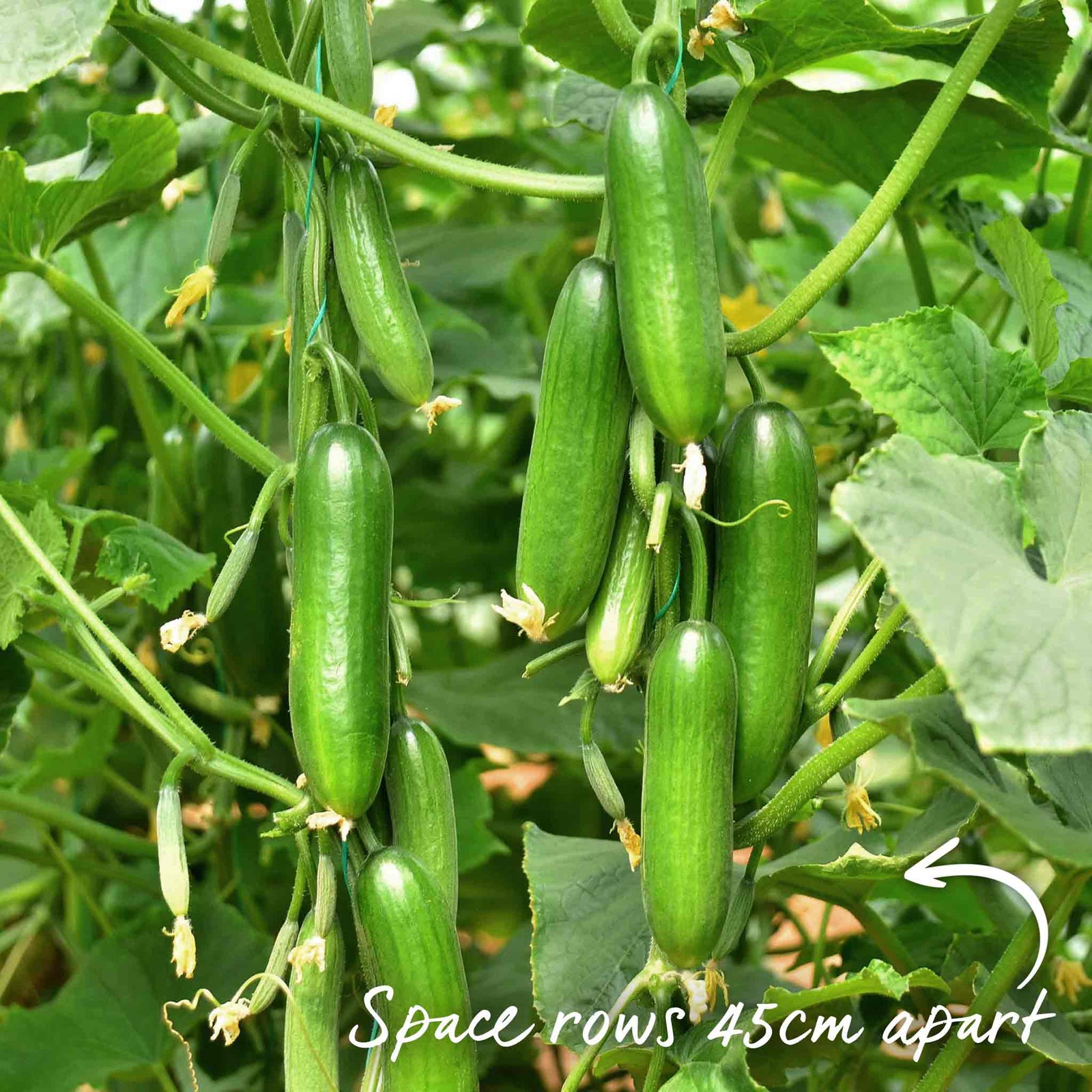 Cucumber Plant 'mini Munch' – Compact, High-yield (rhs Agm) Jumbo Plugs | Set-of-6 | Green