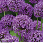 Thompson & Morgan Allium Purple Sensation 32 Bulbs