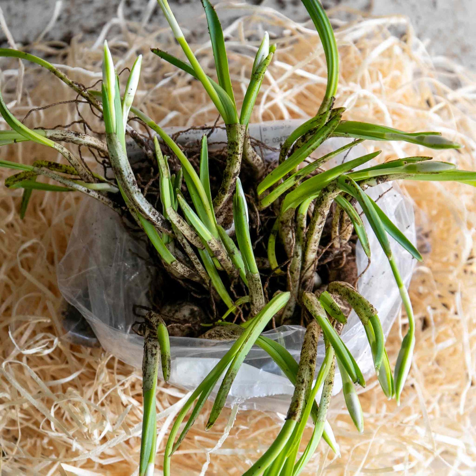 British Native Bluebells In The Green (shade-loving, Hardy) | 25 x Bulbs | Blue