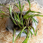 British Native Bluebells In The Green (shade-loving, Hardy) | 50 x Bulbs | Blue