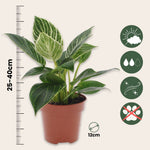 Sweetheart Plant - Philodendron 'white Wave' - Height 25-40cm - ⌀12cm | Set of 1 | Green