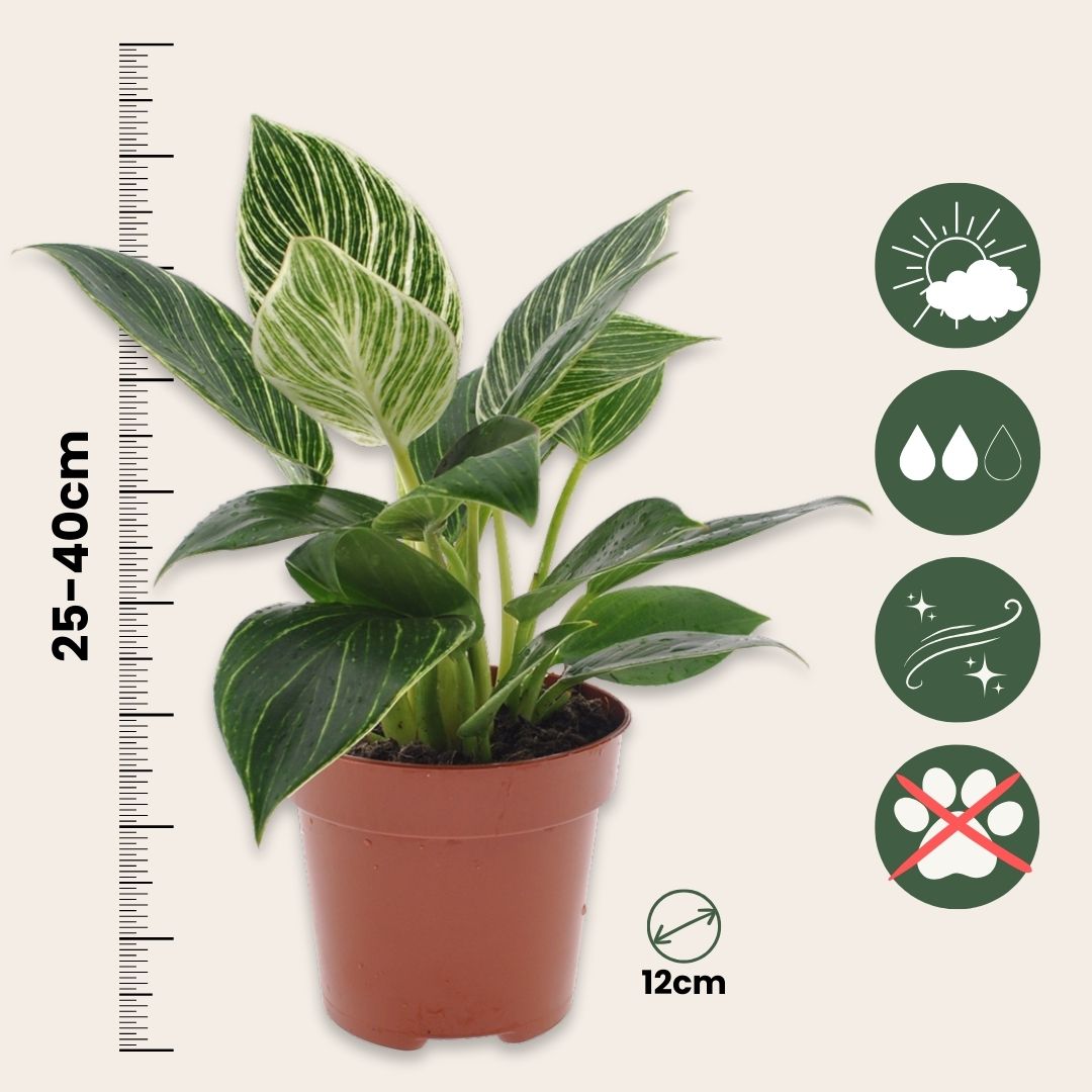 Sweetheart Plant - Philodendron 'white Wave' - Height 25-40cm - ⌀12cm | Set of 1 | Green