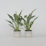 Peace Lilly - 2 Pcs. - Spathiphyllum 'diamond' - Height 40-50cm - ⌀12cm | Set-of-2 | Green