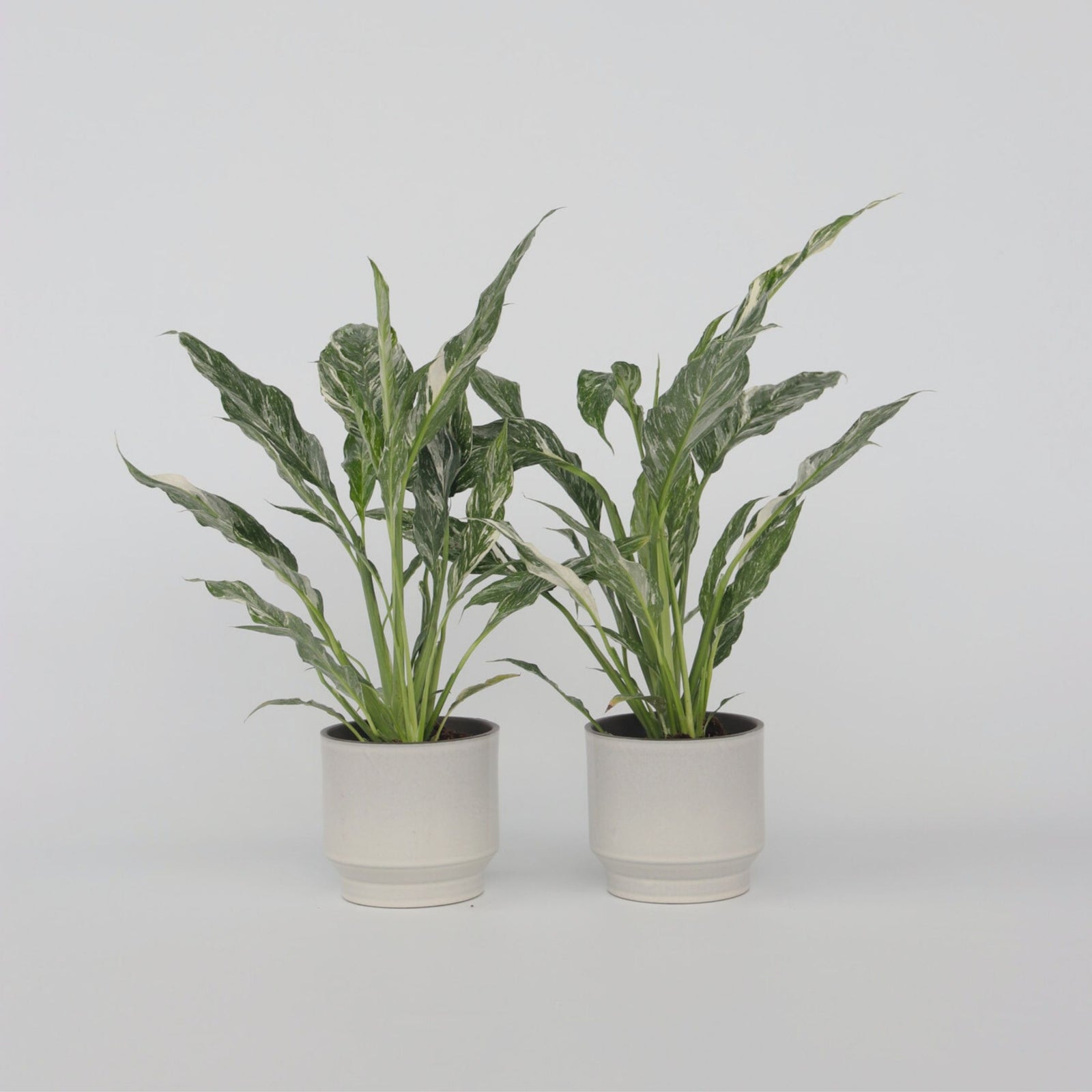 Peace Lilly - 2 Pcs. - Spathiphyllum 'diamond' - Height 40-50cm - ⌀12cm | Set-of-2 | Green