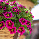 Calibrachoa 'cabaret Good Night Kiss' - Fuchsia Trailing Bedding Plant | 12 x Plug Plants | Fuchsia