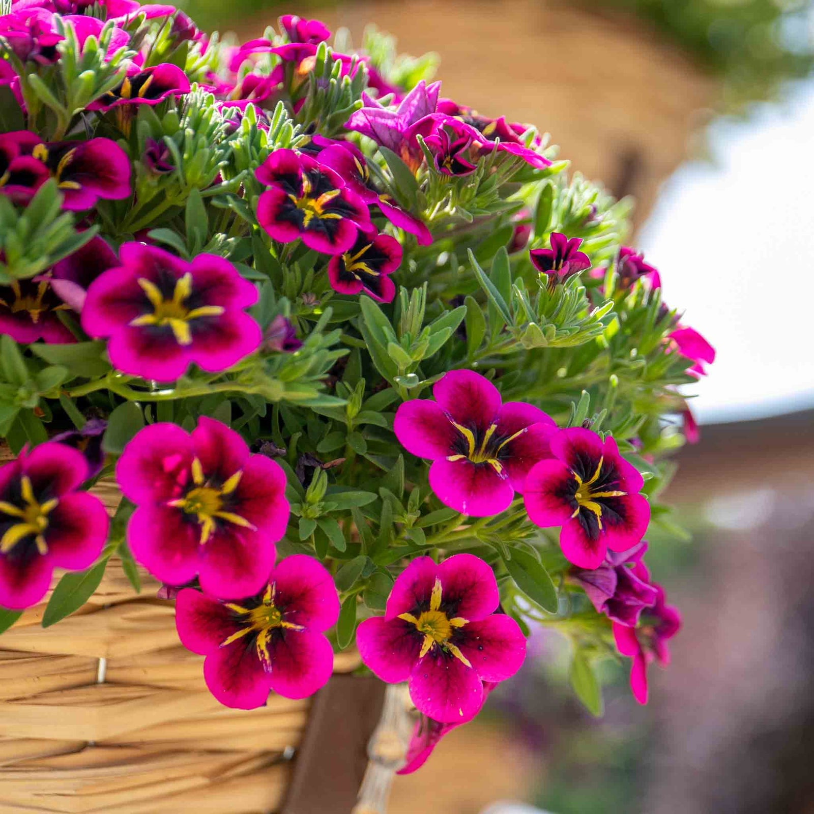 Calibrachoa 'single' Collection | 6 x Plug Plants | Multi