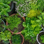 Sense-ational Herb Collection | 6 Plug Plants | Green