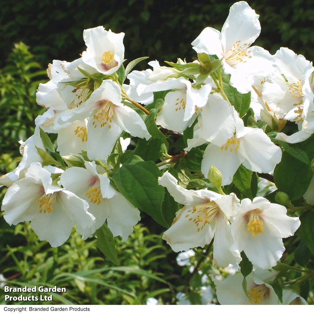 Philadelphus Belle Etoile 9cm Pot | Set of 1