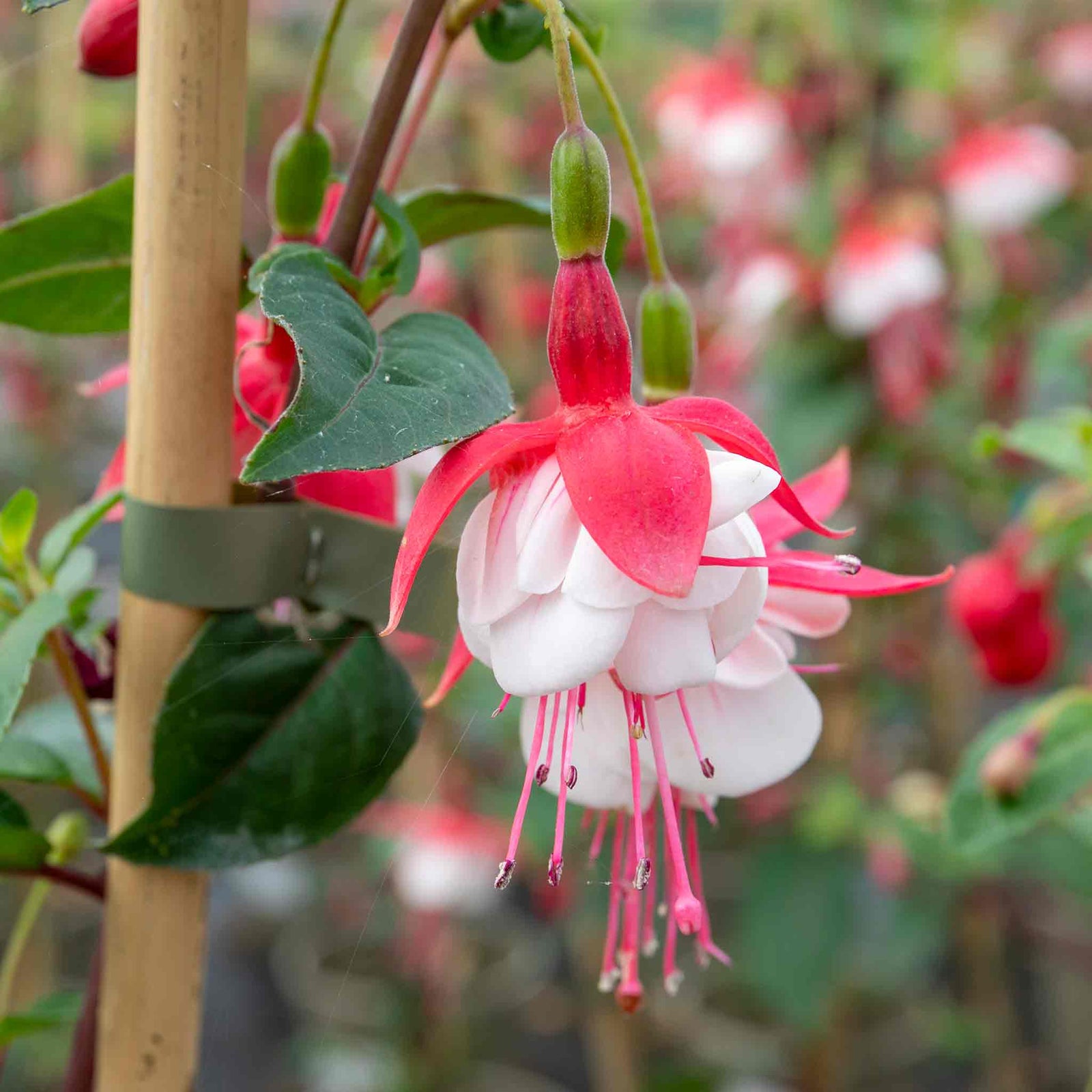 Fuchsia Standard 'snowcap' | 1 x 3L | Red