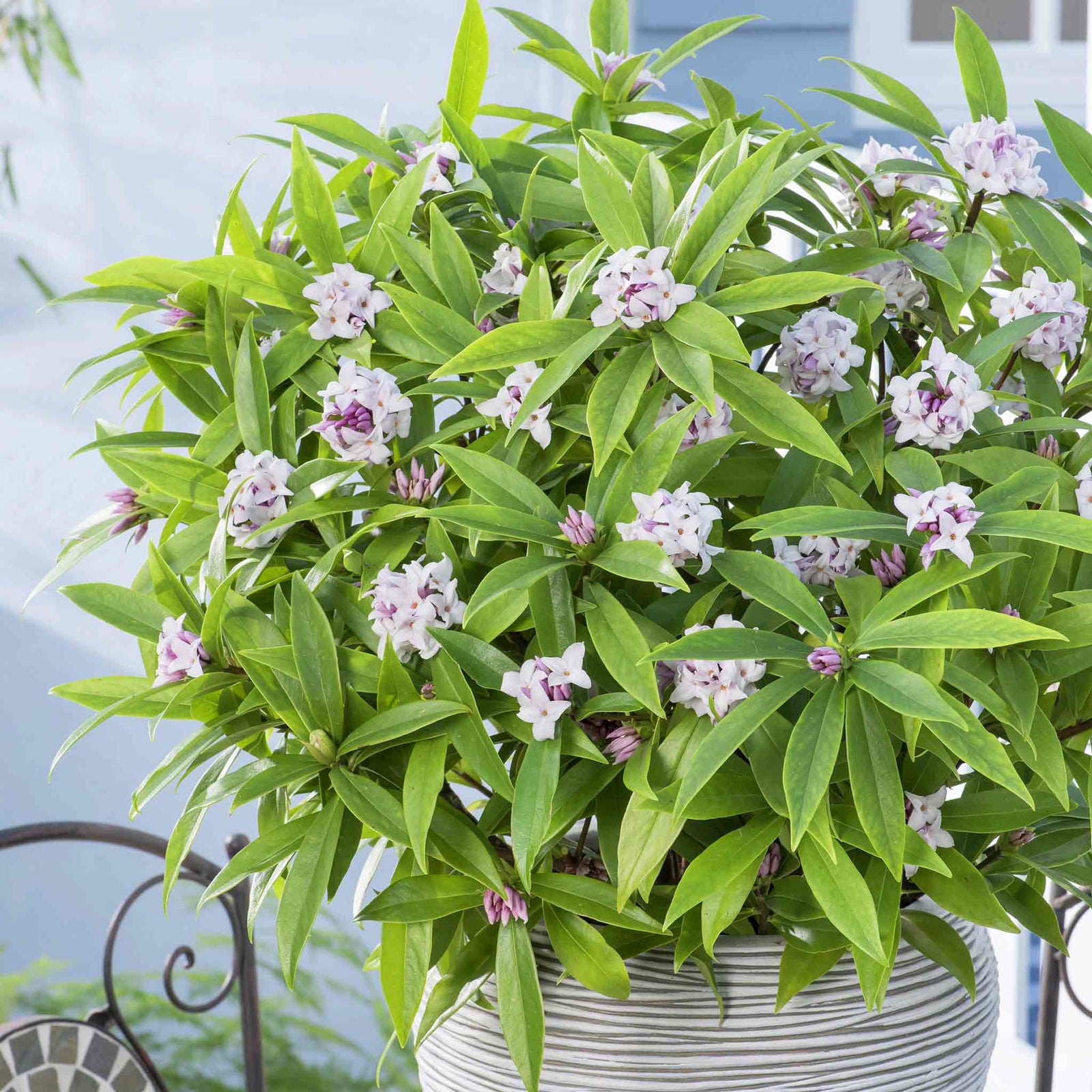 Daphne Collection - Scented Evergreen Plants | 3 x 1.5l | Multi