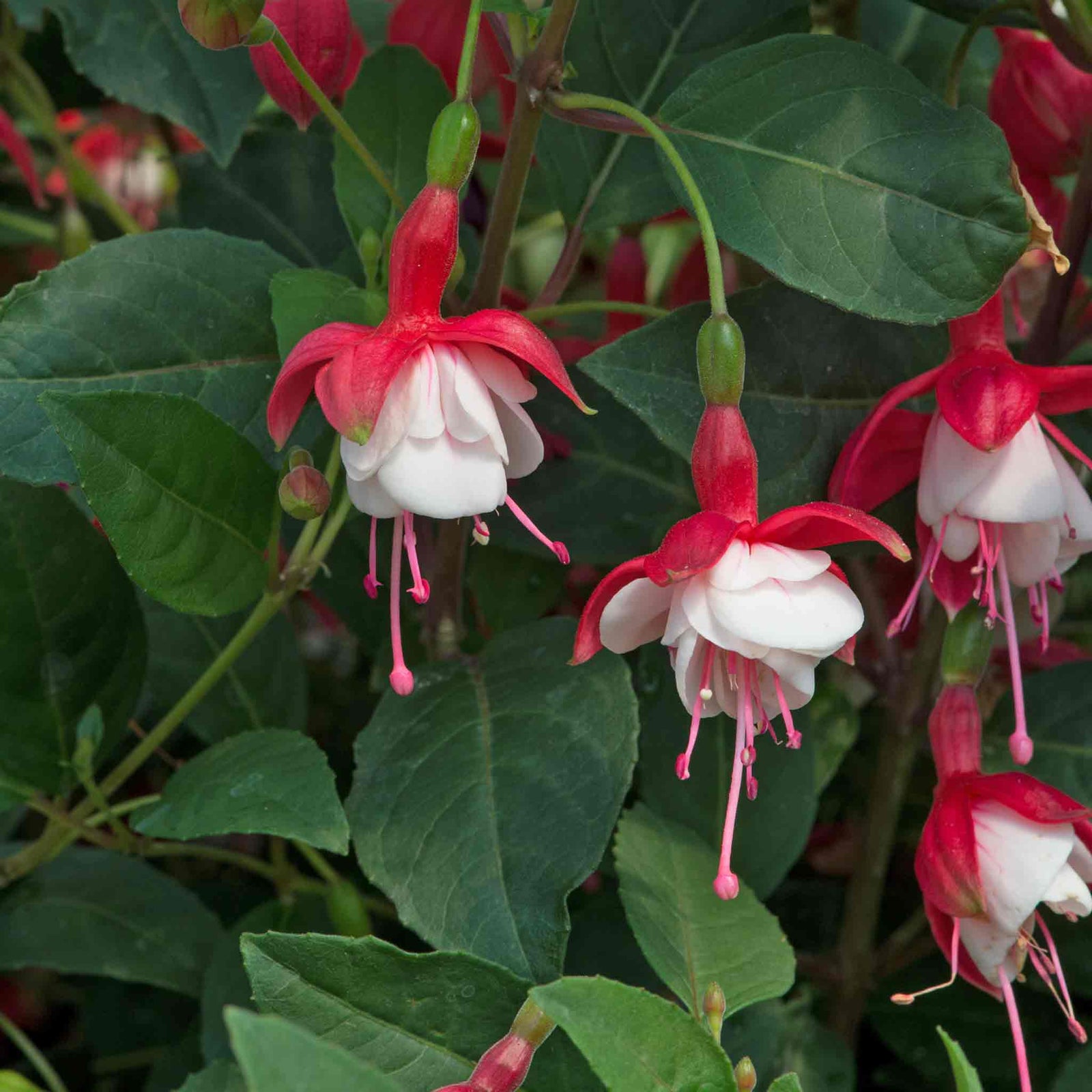 Fuchsia Standard 'snowcap' | 1 x 3L | Red