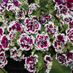 Hayloft Petunia Tumbelina Marbled Collection - 18 Young Plants 6 Of Each