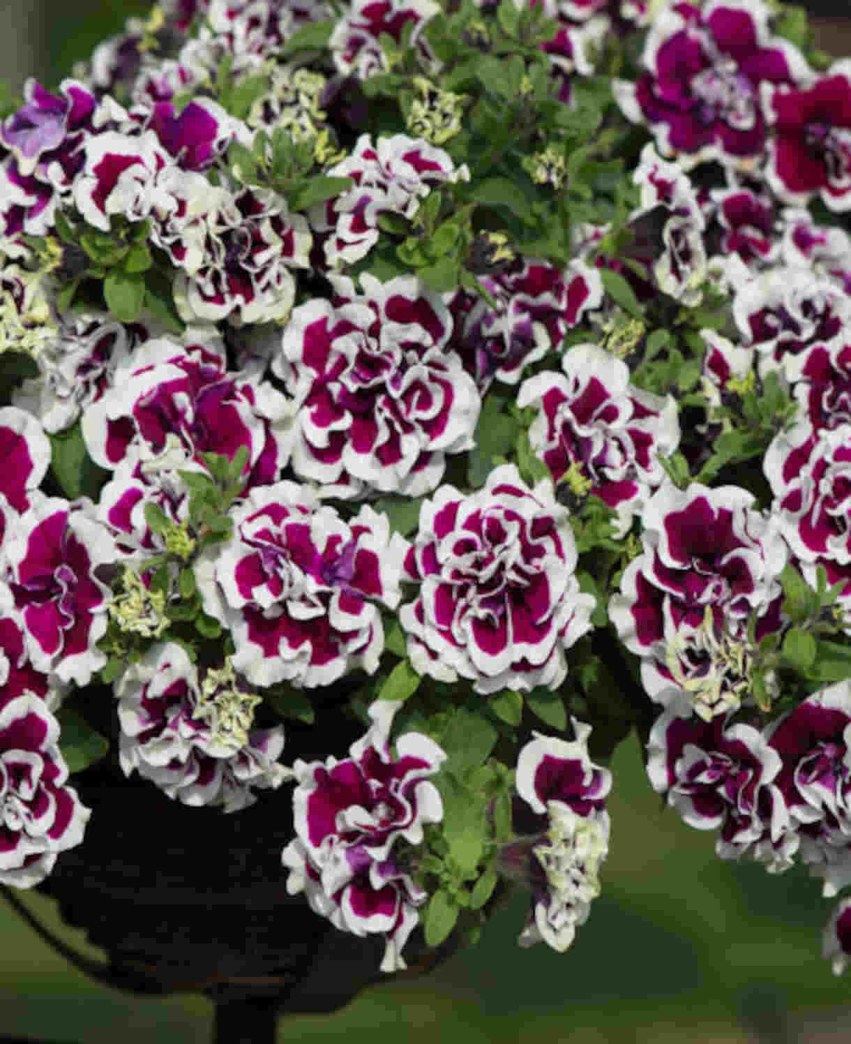 Hayloft Petunia Tumbelina Marbled Collection - 18 Young Plants 6 Of Each