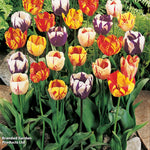 Thompson & Morgan Tulip Rembrant Mix - 32 Bulbs
