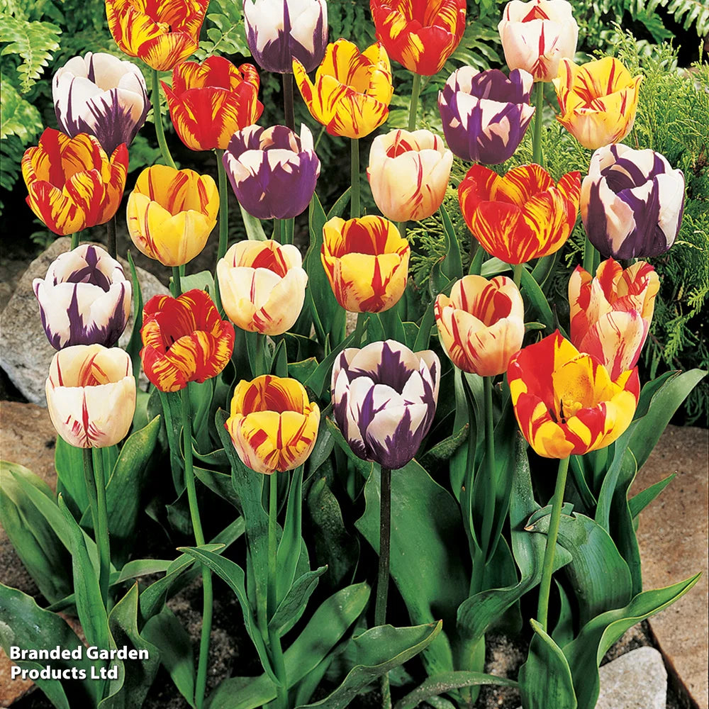 Thompson & Morgan Tulip Rembrant Mix - 32 Bulbs