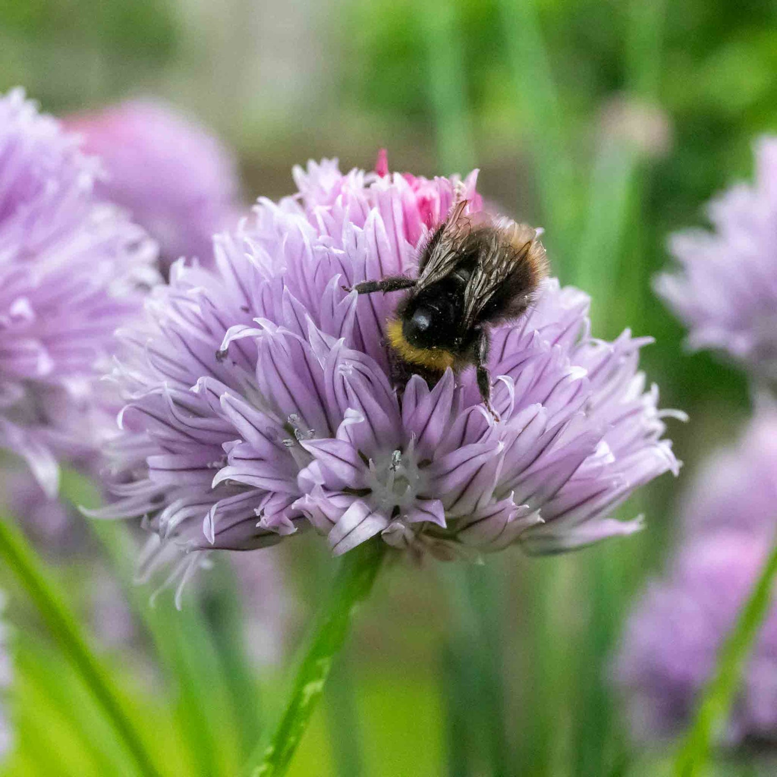 Chive Plant (allium Schoenoprasum) - Hardy 30cm Perennial Herb For Containers And Gardens | 1 x 9cm | Purple & Green