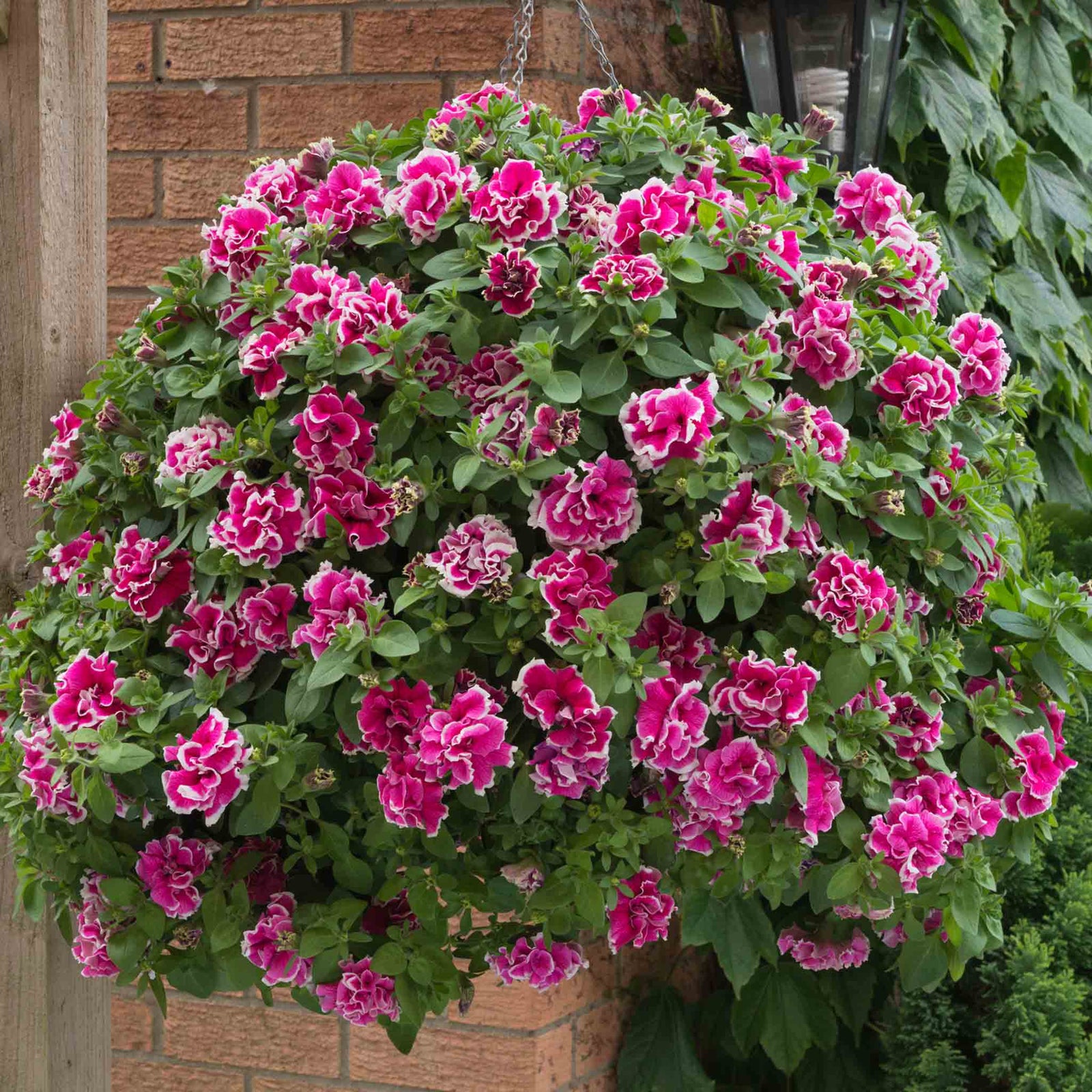 Petunia Tumbelina Anna - Double Rose-pink Trailing Petunia | 12 x Plug Plants | Multi