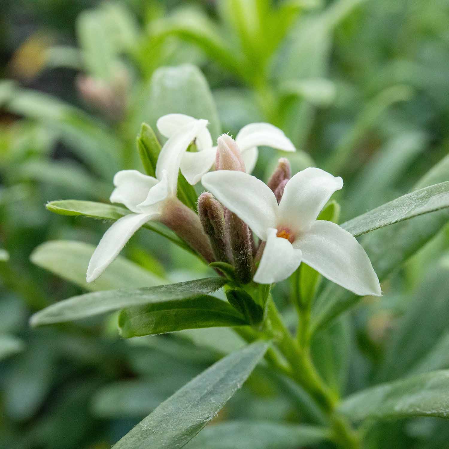 Daphne 'eternal Fragrance' (daphne X Transatlantica) - Long-flowering Fragrant Evergreen | 1 x 5L | Green & Pink