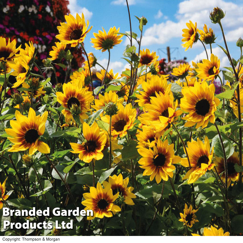 Sunflower Sunbelievable Brown Eyed Girl 9cm Pot | Set-of-3