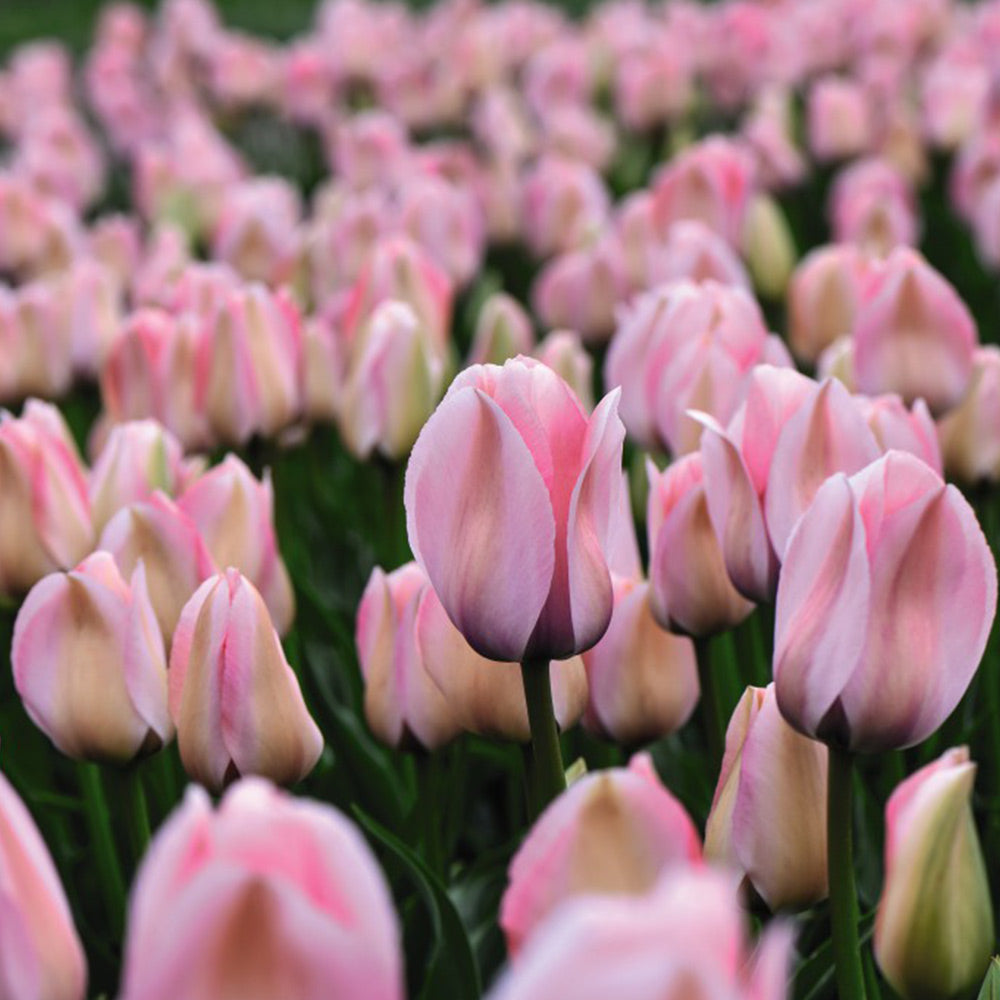 Tulip Bella Blush Bulbs | 8 x Bulbs