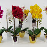 52cm Artificial Orchid Large Dark Pink Silver