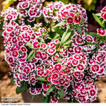Dianthus 'dart Red White Picotee' Bicolour Garden Ready Perennial Plants | 12 x Garden Ready Plants