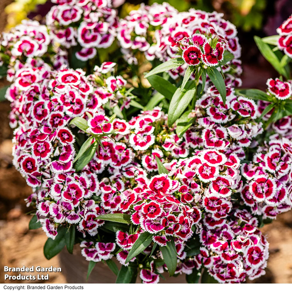 Dianthus 'dart Red White Picotee' Bicolour Garden Ready Perennial Plants | 12 x Garden Ready Plants