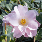 Camellia 'congratulations' - Pink Double Flowers, Hardy Shrub | 1 x 9cm | Pink