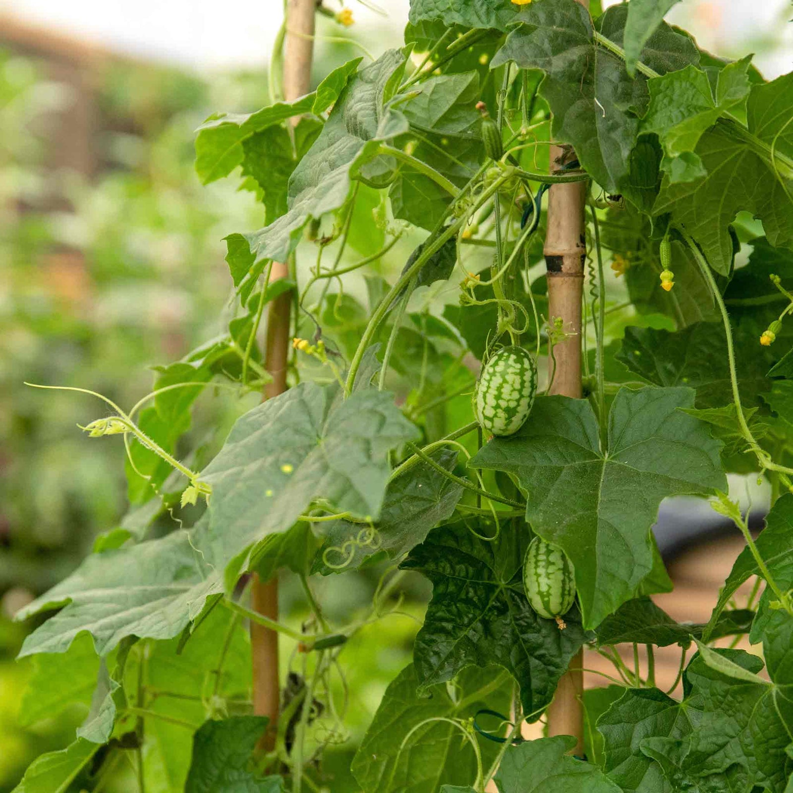 Cucamelon (mexican Gherkin) | 6 x Jumbo Plugs | Green