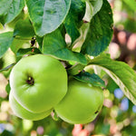 Apple Greensleeves Fruit Tree 6ft Tall Supplied In A 12 Litre Pot