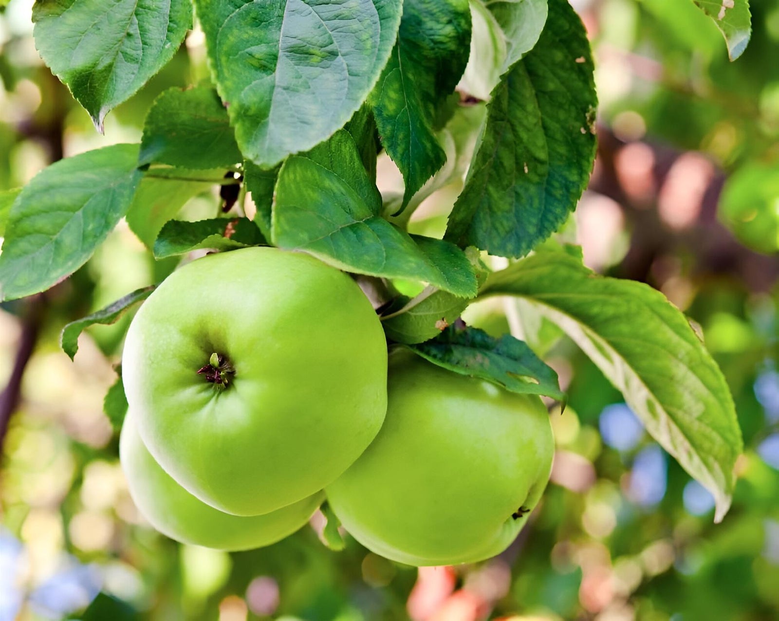 Apple Greensleeves Fruit Tree 6ft Tall Supplied In A 12 Litre Pot