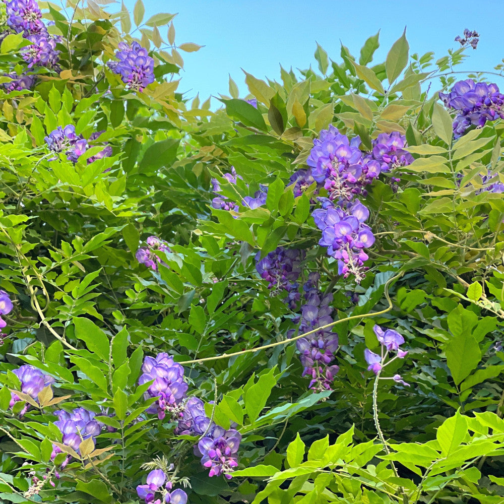Wisteria 'Amethyst Falls' - Compact Wisteria For Pots & Patios - 10.5cm pots | Set-of-2 | Purple