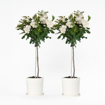 Palace Rose - Height 80-100cm - ⌀19cm | Set of 2 | White