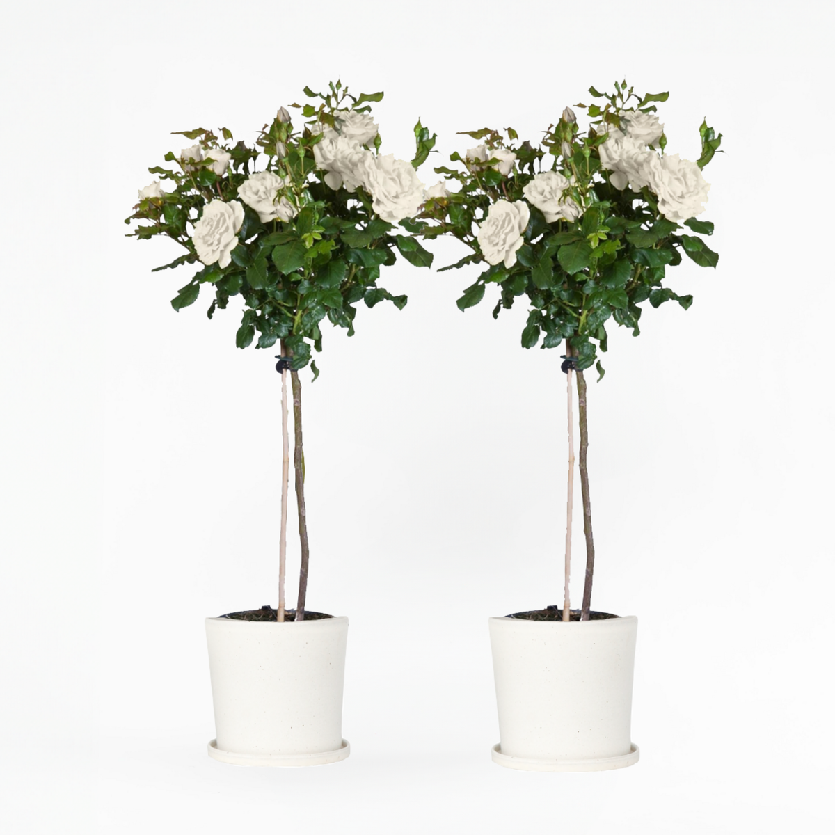 Palace Rose - Height 80-100cm - ⌀19cm | Set of 2 | White