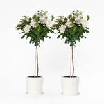 Palace Rose - Height 80-100cm - ⌀19cm | Set-of-2 | White