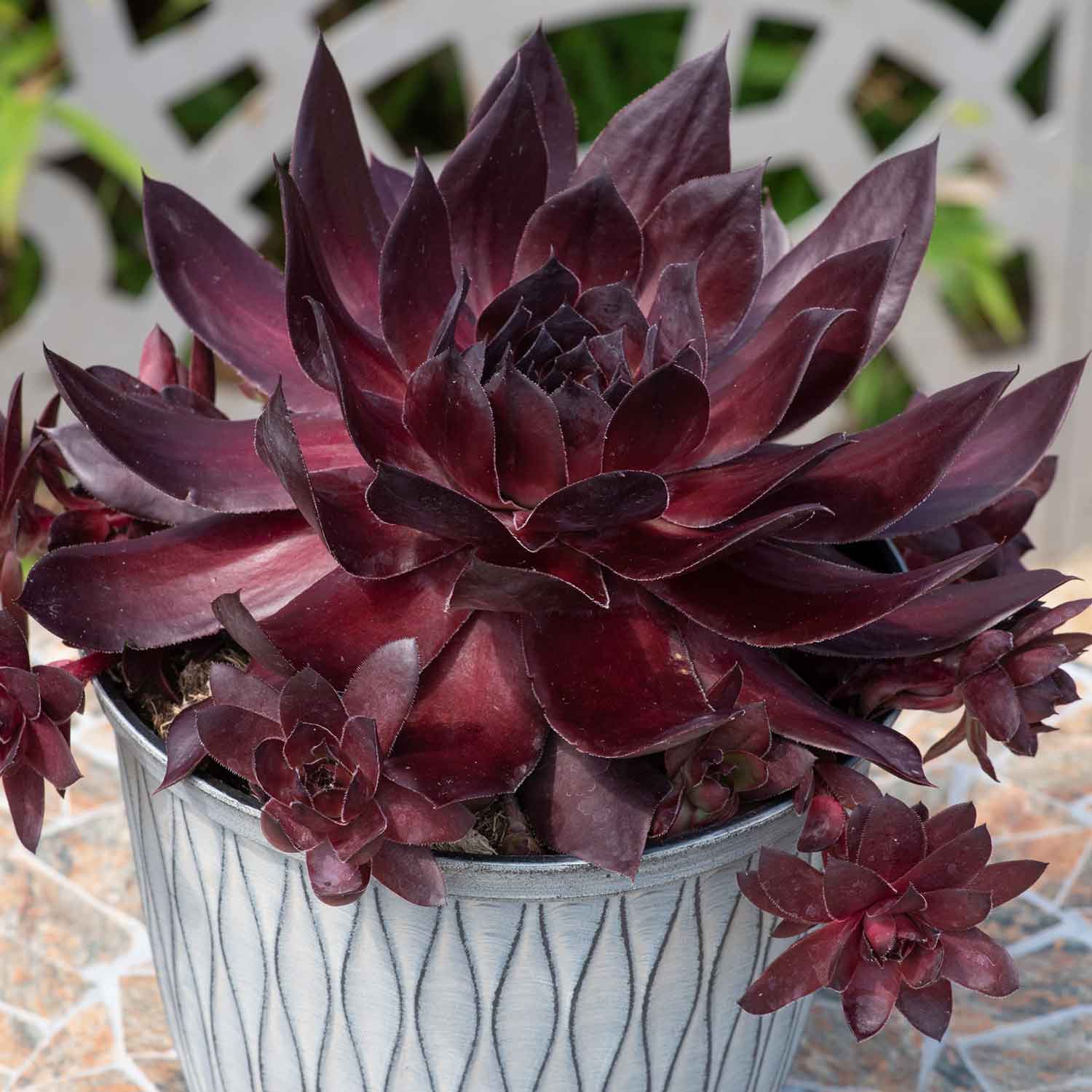 Sempervivum 'supersemps Onyx' - Mahogany-black Succulent | 1 x 2L | Purple & Black