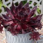 Sempervivum 'supersemps Onyx' - Mahogany-black Succulent | 1 x 9cm | Purple & Black