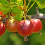Red Gooseberry- Outstanding Flavour On A Vigorous Cropping Plant