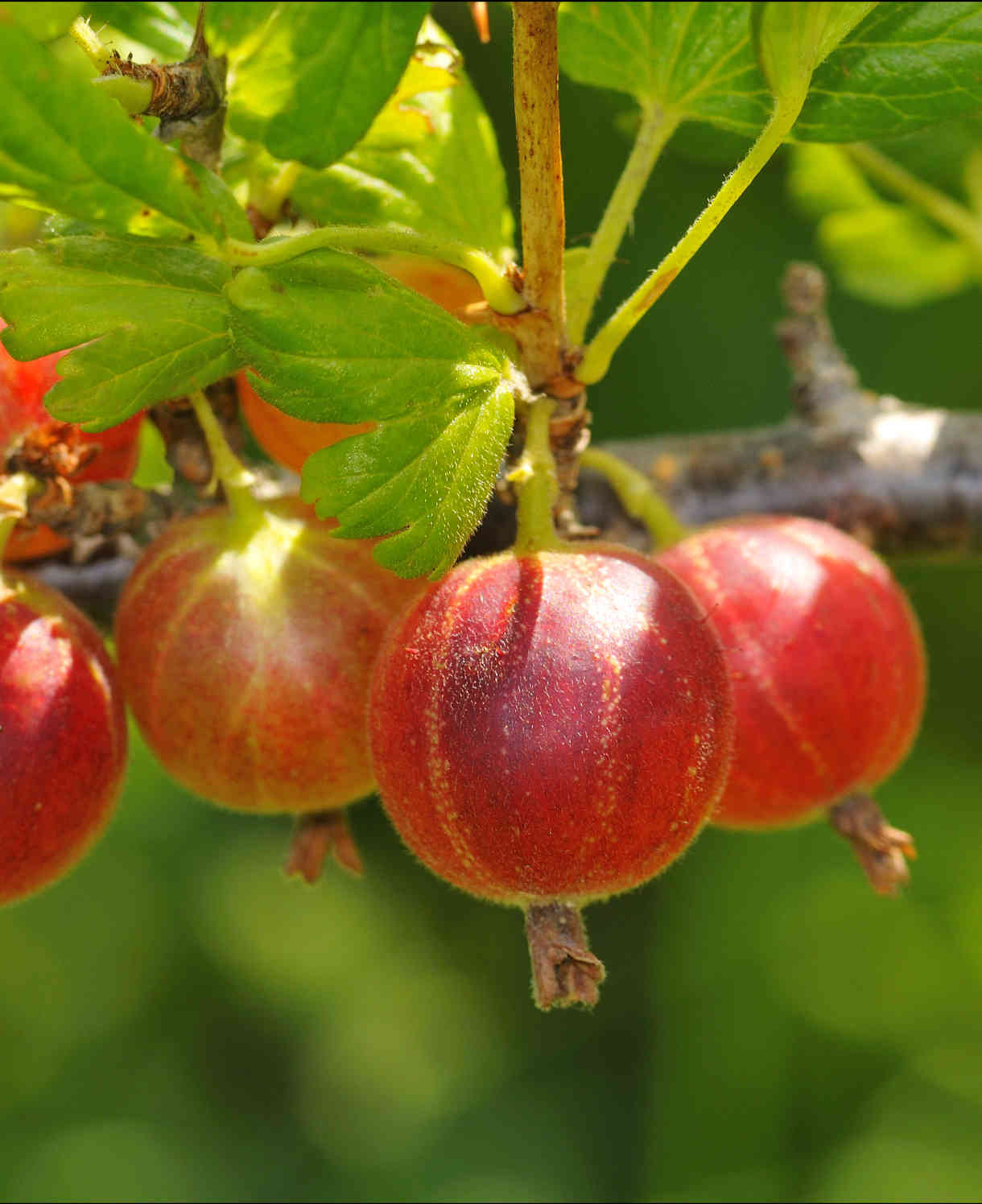Red Gooseberry- Outstanding Flavour On A Vigorous Cropping Plant