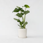 Swiss Cheese Plant - Monstera Deliciosa - Height 50-60cm - ⌀17cm | Set of 1 | Green