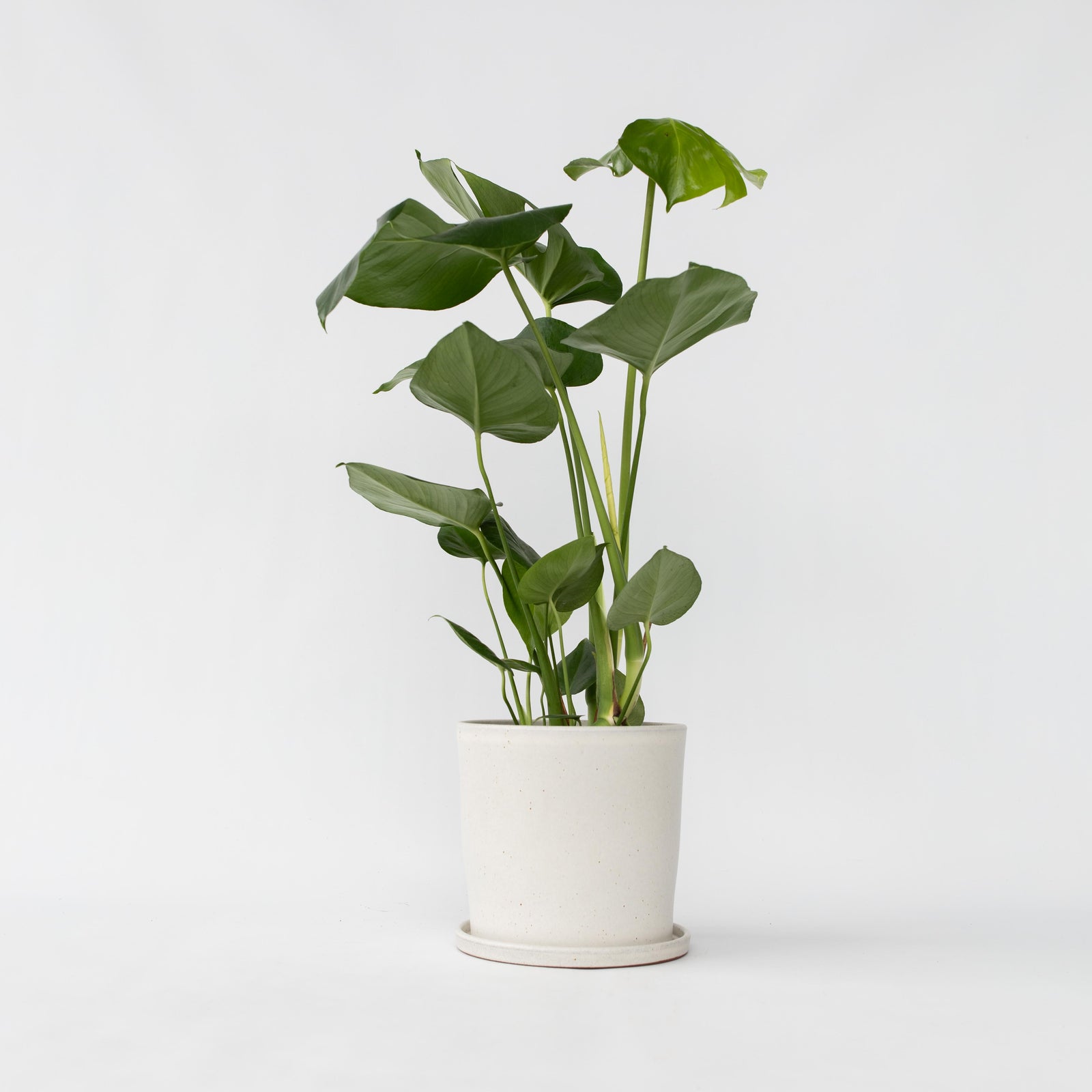 Swiss Cheese Plant - Monstera Deliciosa - Height 50-60cm - ⌀17cm | Set of 1 | Green