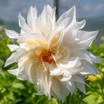 Dahlia 'café Au Lait' | 1 x Tuber
