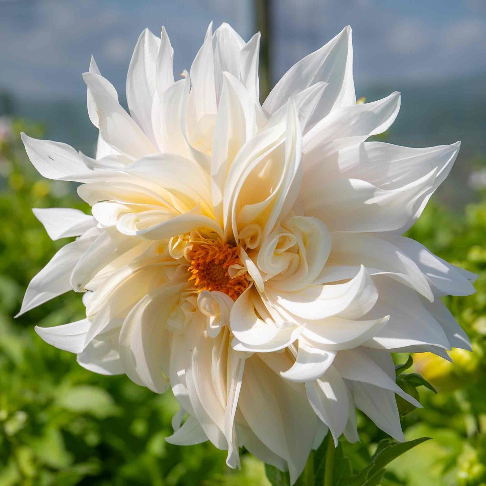 Dahlia 'café Au Lait' | 1 x Tuber