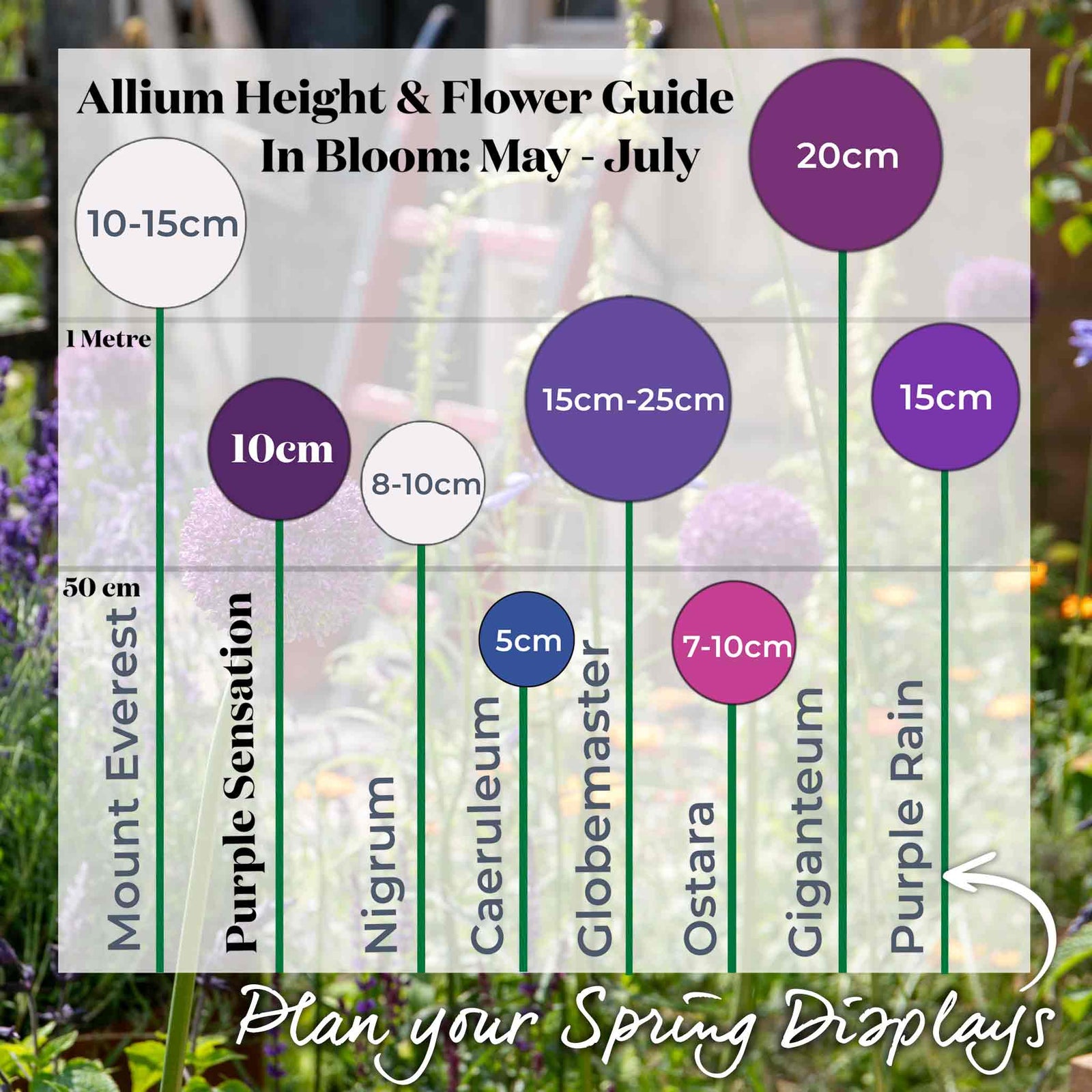 Allium 'purple Sensation' Rhs Agm Pollinator-friendly | 10 x Bulbs | Violet