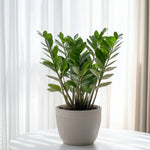 Zz Plant - Zamioculcas Zamiifolia - Height 55-65cm - ⌀17cm | Set of 1 | Green
