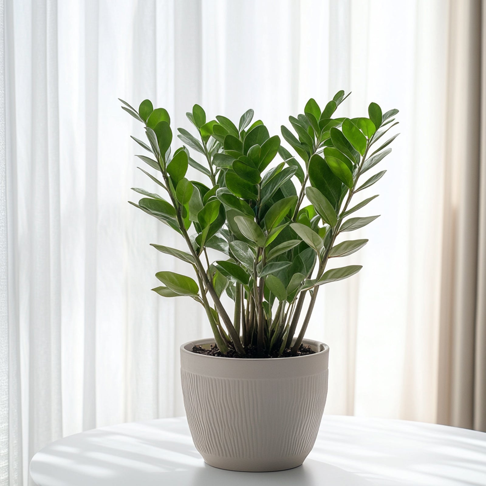 Zz Plant - Zamioculcas Zamiifolia - Height 55-65cm - ⌀17cm | Set of 1 | Green