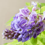 Wisteria 'Amethyst Falls' - Compact Wisteria For Pots & Patios - 10.5cm pots | Set-of-2 | Purple