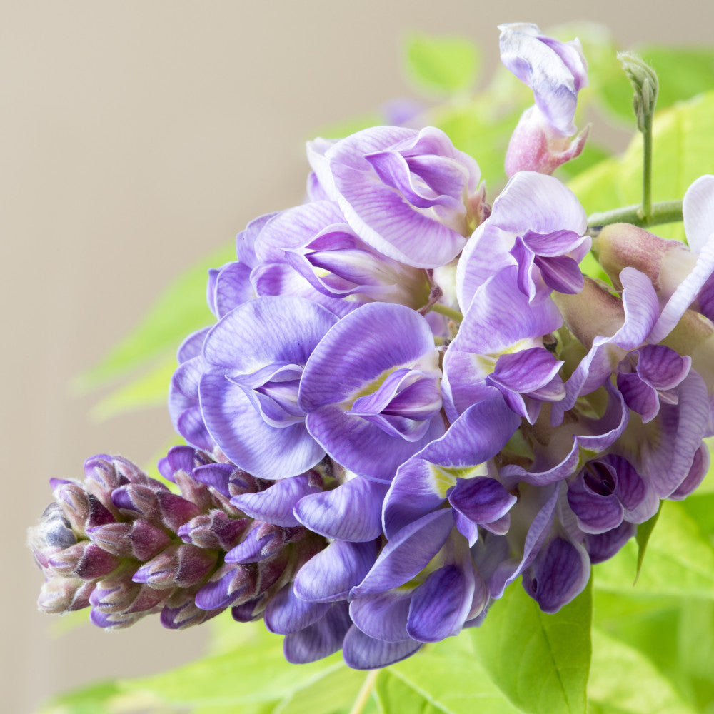 Wisteria 'Amethyst Falls' - Compact Wisteria For Pots & Patios - 10.5cm pots | Set-of-1 | Purple