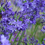Hayloft Award Winning Agapanthus Collection- Three Afican Lily Plants In 9cm Pots